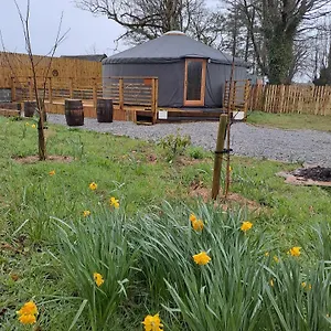 The Snowdrop , Galway Ireland